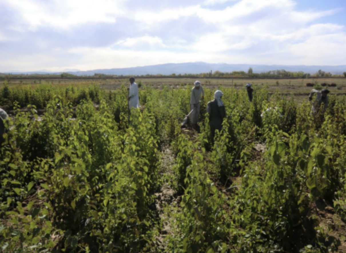 Transforming Lives through Climate Smart Agriculture in Tash Guzar, Afghanistan