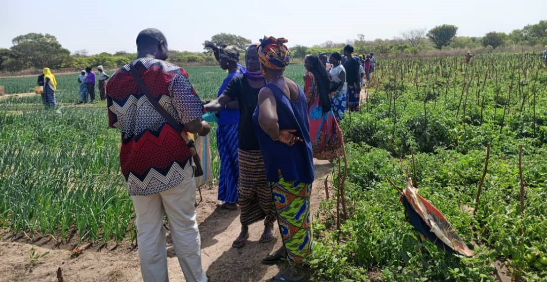 Empowering Women in Agriculture: Driving Sustainable Development Across West Africa 