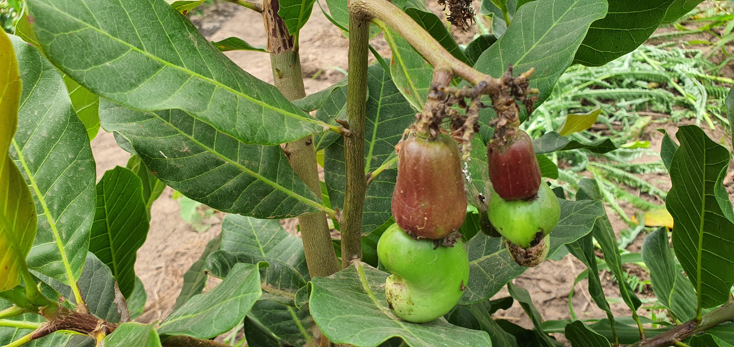 Introducing Climate-Smart Cashew Farming: A Sustainable Future with Shelter For Life International 